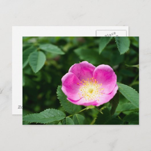 Wilde Rose Blume Postkarte (Vorne/Hinten)