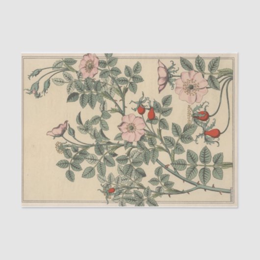 Wilde Rose, Botany Serie von Eugene Grasset Seidenpapier (Vorderseite)