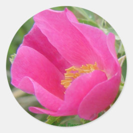 Wilde Rose F22w Runder Aufkleber