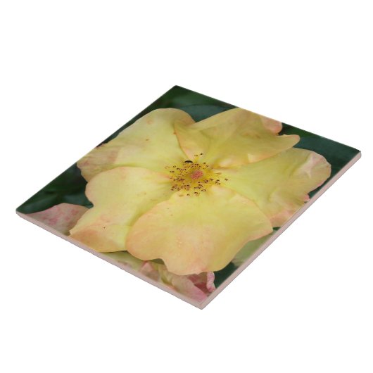 Wilde Rose Fliese (Seite)