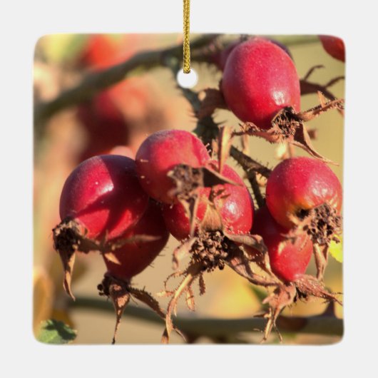 Wilde Rose Hüfte Weihnachtsschmuck (Rückseite)