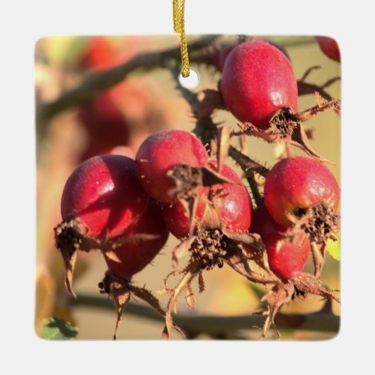 Wilde Rose Hüfte Weihnachtsschmuck (Vorderseite)