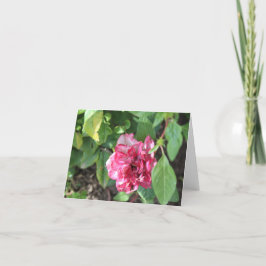 Wilde Rose im Garten Feiertagskarte