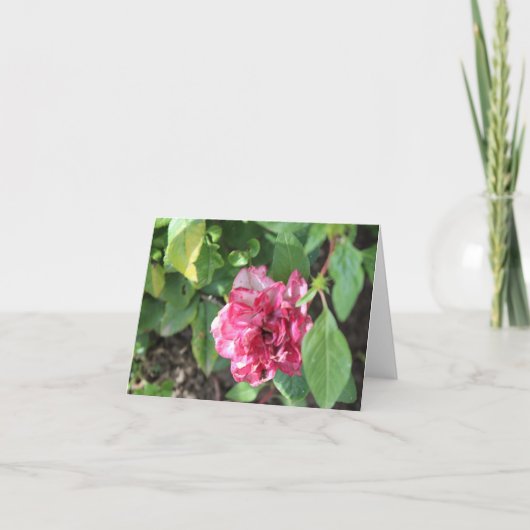 Wilde Rose im Garten Feiertagskarte (Vorderseite)