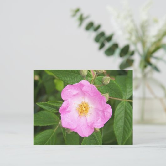 Wilde Rose im Spätherbst. Postkarte (Stehend Vorderseite)