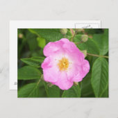 Wilde Rose im Spätherbst. Postkarte (Vorne/Hinten)
