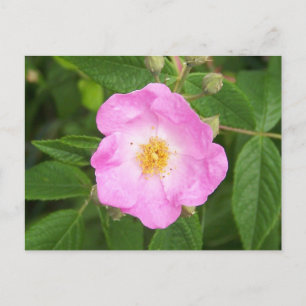 Wilde Rose im Spätherbst. Postkarte