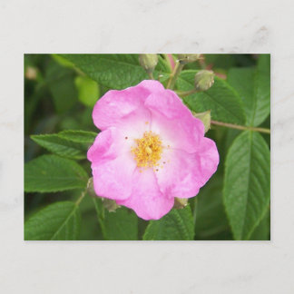 Wilde Rose im Spätherbst. Postkarte