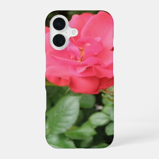 Wilde Rose iPhone 16 Hülle (Rückseite)