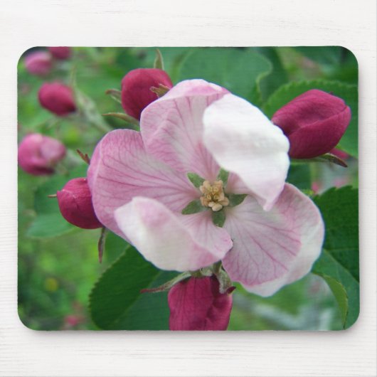 Wilde Rose Mousepad (Vorne)
