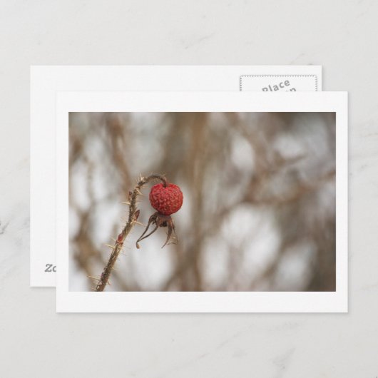 Wilde Rose Obst Postkarte (Vorne/Hinten)