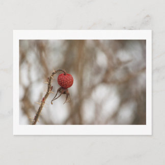Wilde Rose Obst Postkarte