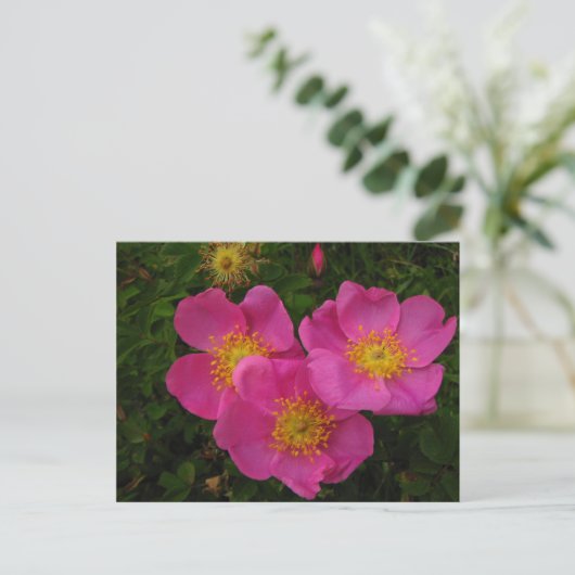 Wilde Rose Postkarte (Stehend Vorderseite)
