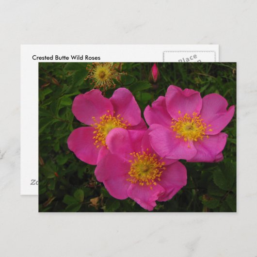 Wilde Rose Postkarte (Vorne/Hinten)