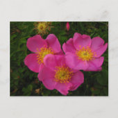 Wilde Rose Postkarte (Vorderseite)