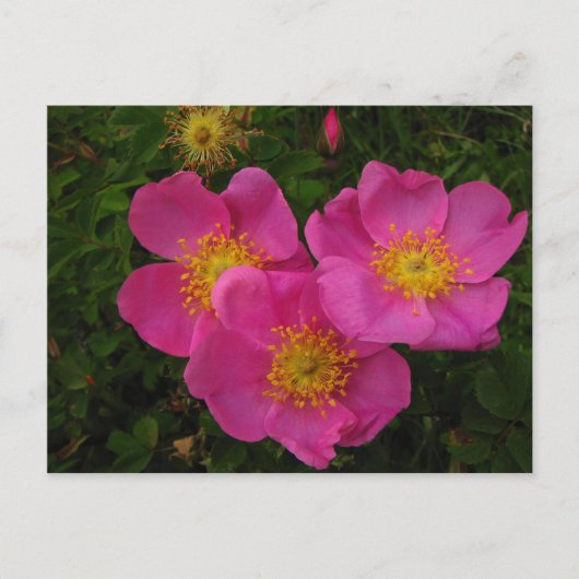 Wilde Rose Postkarte (Vorderseite)