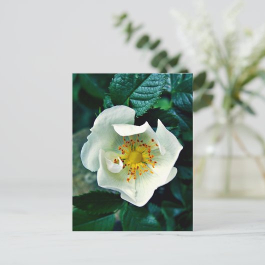 Wilde Rose Postkarte (Stehend Vorderseite)
