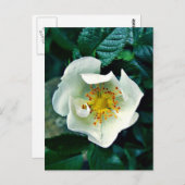 Wilde Rose Postkarte (Vorne/Hinten)