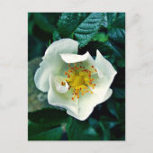 Wilde Rose Postkarte (Vorderseite)