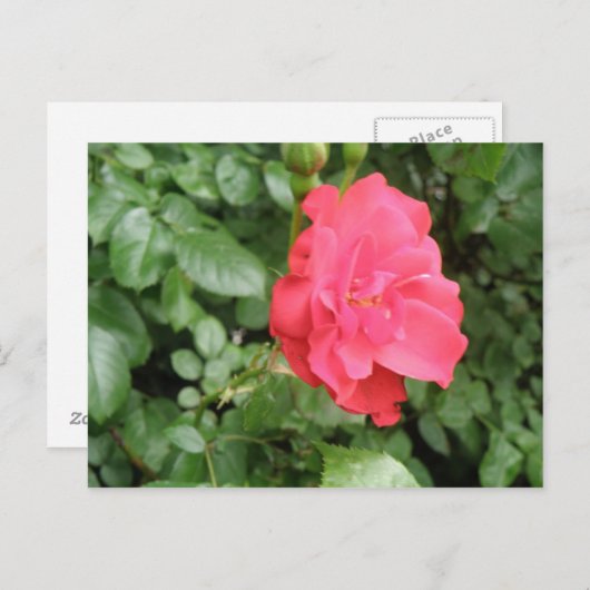 Wilde Rose Postkarte (Vorne/Hinten)