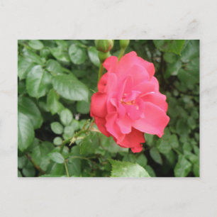 Wilde Rose Postkarte