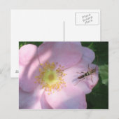 Wilde Rose Postkarte (Vorne/Hinten)