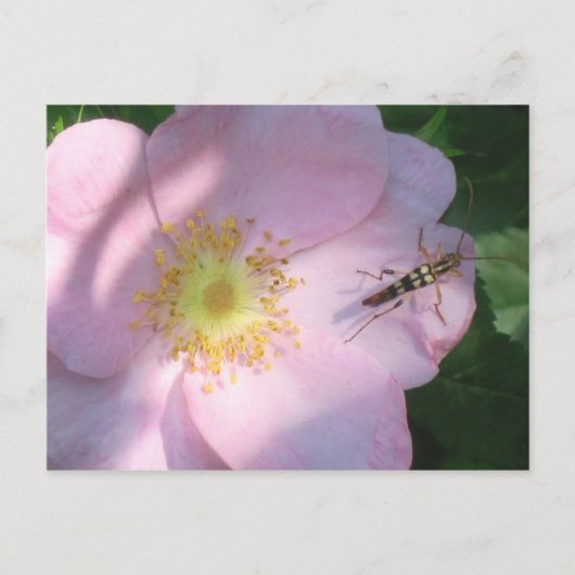 Wilde Rose Postkarte (Vorderseite)