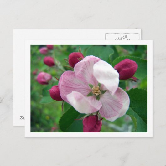 Wilde Rose Postkarte (Vorne/Hinten)