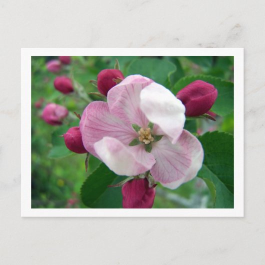 Wilde Rose Postkarte (Vorderseite)