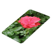 Wilde Rose Premium Magnet (Linke Seite)