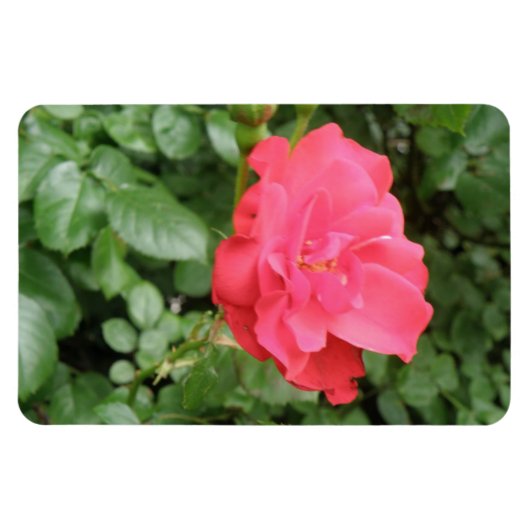 Wilde Rose Premium Magnet (Horizontal)