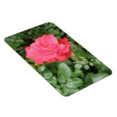 Wilde Rose Premium Magnet (Rechte Seite)