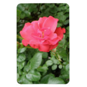 Wilde Rose Premium Magnet (Vertikal)