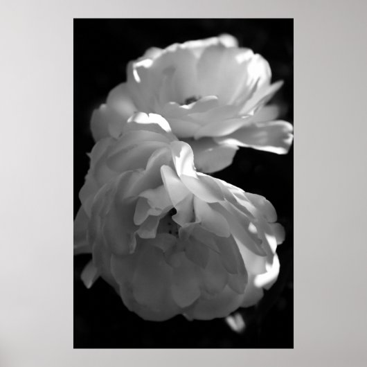 Wilde Rose Schwarz-Weiß-Blumenfotografie Poster (Vorne)