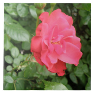 Wilde Rose Tile Fliese
