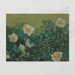 Wilde Rose von Vincent Van Gogh Postcard Postkarte