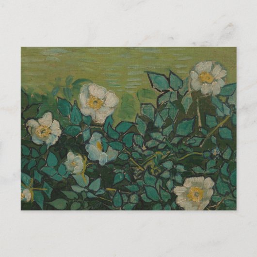 Wilde Rose von Vincent Van Gogh Postcard Postkarte (Vorderseite)