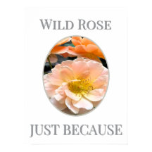 Wilde Rosenblüte