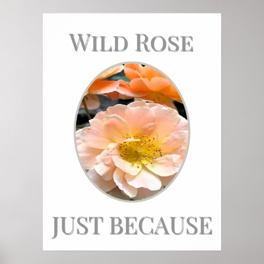 Wilde Rosenblüte Poster (Vorne)
