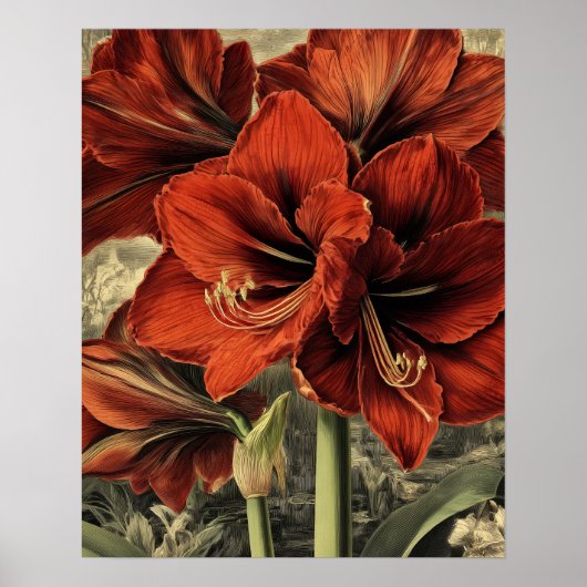 wilde rote Amaryllis-Blumen Poster (Vorne)