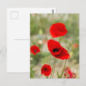 Wilde rote Mohnblume Postkarte (Vorne/Hinten)