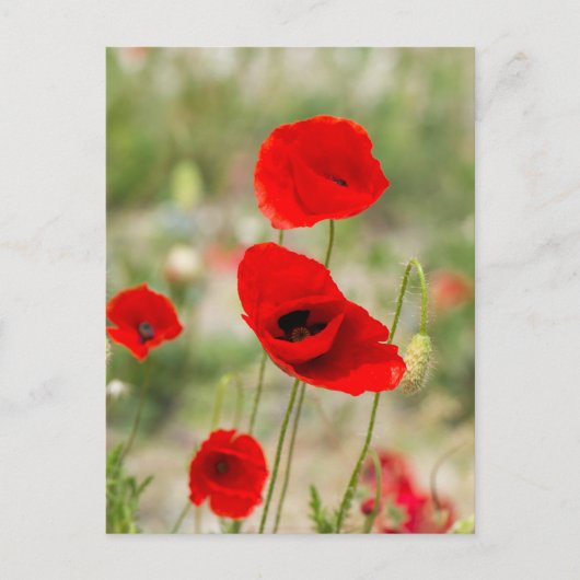 Wilde rote Mohnblume Postkarte (Vorderseite)