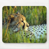 Wilde schöne Tiere 112 Mousepad (Vorne)
