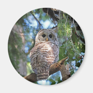 Wilde Schrei-Eule, die im Wald anstarrt Magnet