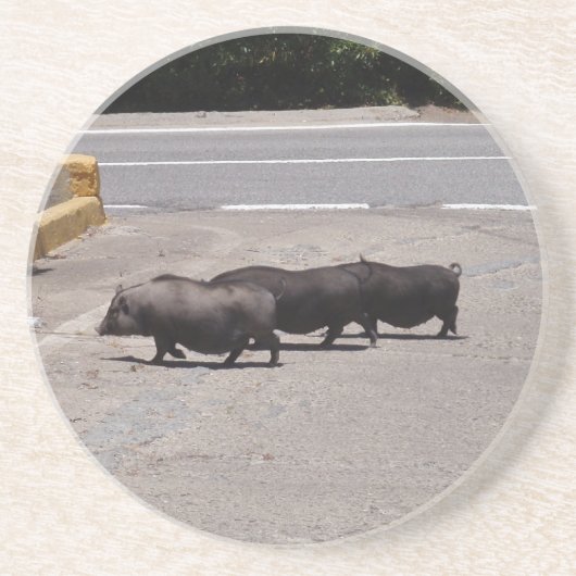 Wilde schwarze Schweine Sandstein Untersetzer (Vorne)