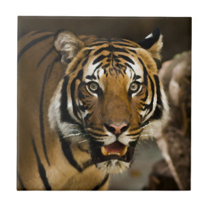 Wilde sibirische Tiger Aquarellmalerei Fliese