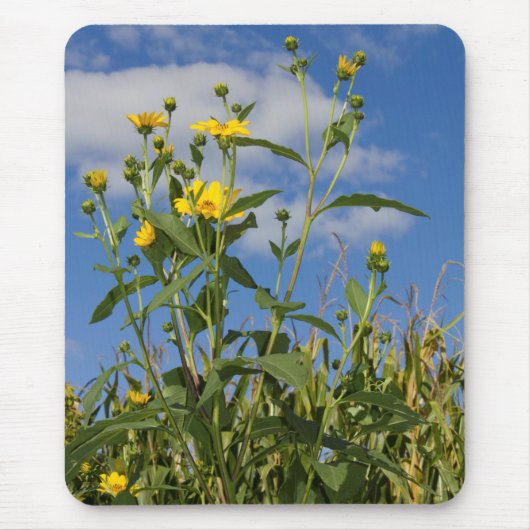 Wilde Sonnenblumen Blumenblumen Blume Natur Fotogr Mousepad (Vorne)