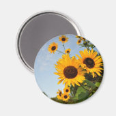 Wilde Sonnenblumen Magnet (Vorderseite/Rückseite)