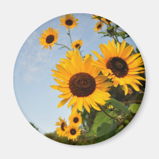 Wilde Sonnenblumen Magnet