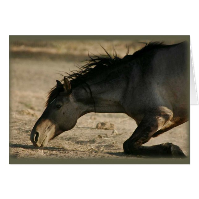 Wilde Stallions-Rollen-Karte (Vorderseite (Horizontal))